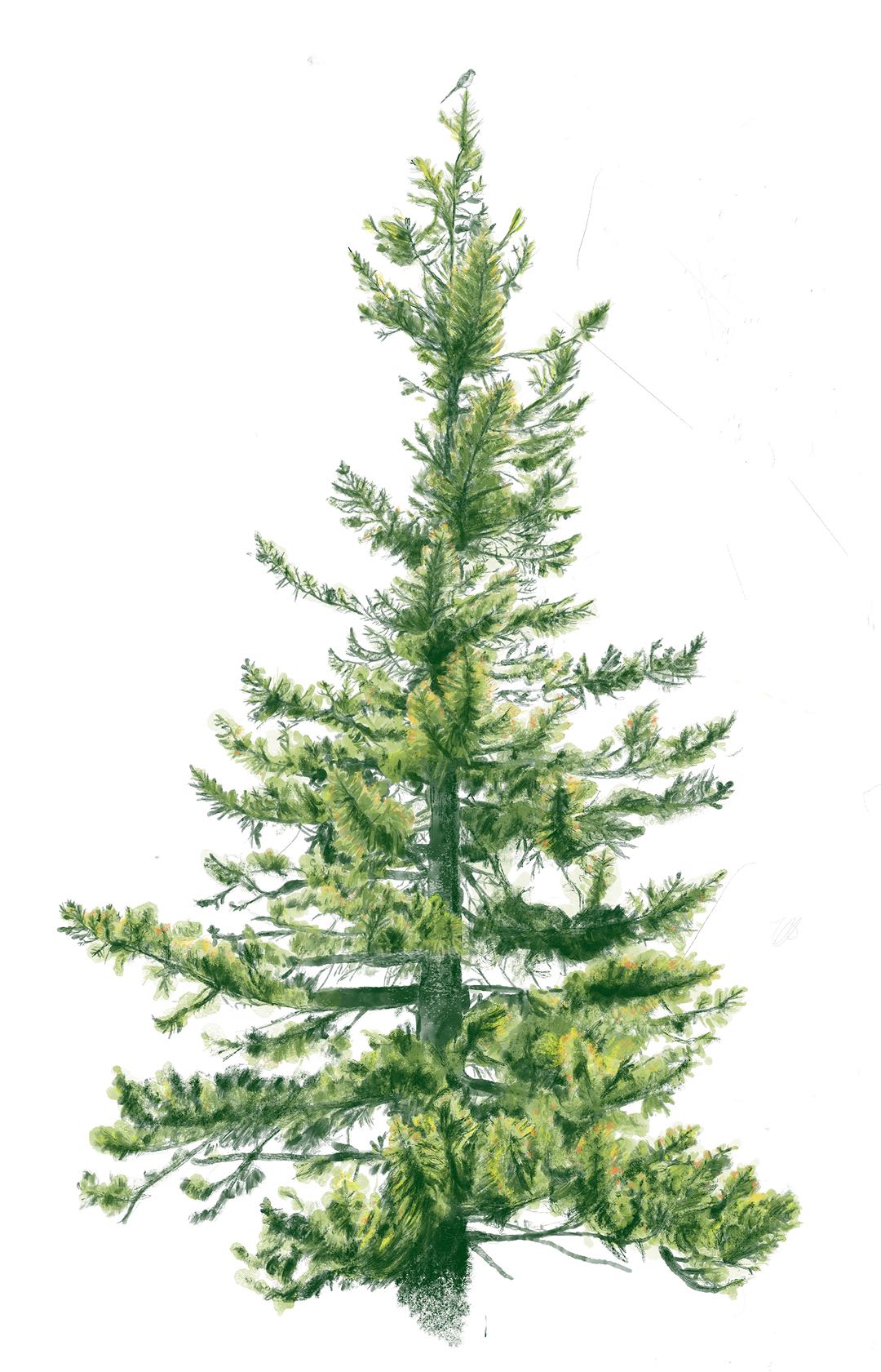 Illustration image 7